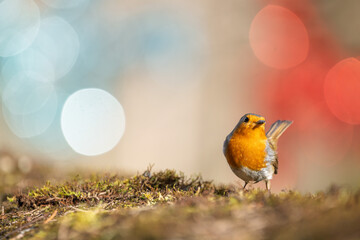 Closeup of european robin standing on the ground with a blurred background of Christmas decorations