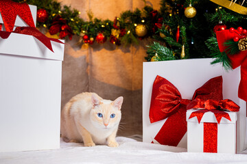 Christmas Cat © LIMON