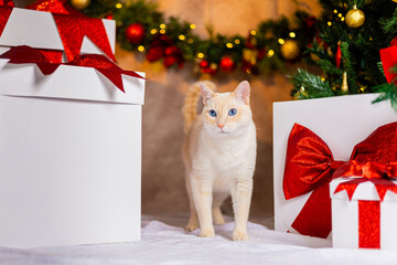 Christmas Cat © LIMON