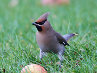 Bohemian waxwing (Bombycilla garrulus)