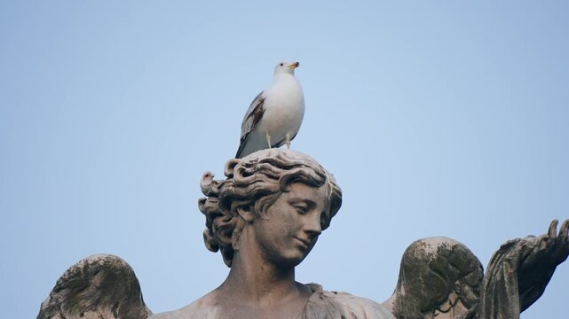 Seagull bird sitting on head of angel statue in front of Castelo Sant'Angelo in Rome, Italy