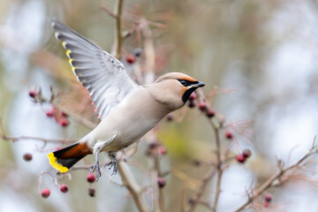 Bohemian waxwing (Bombycilla garrulus)