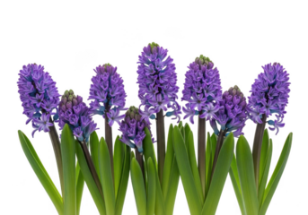 A row of vibrant purple hyacinth flowers with green leaves, isolated on a transparent background
