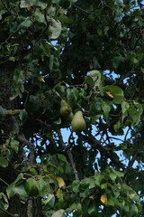 Ripe green pears hanging on a tree branch surrounded by dense leaves, photographed in natural daylight in an orchard setting