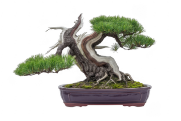Bonsai tree in purple pot with green moss isolated on a transparent background plant