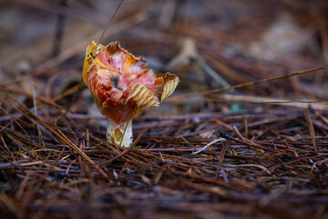 A close-up, low-angle shot of a single wild mushroom with a distinctive red, orange, and white mottled cap that appears damaged or partially decomposed, exposing the gills and inner structure.