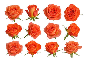 Fototapeta premium Collection of vibrant orange roses isolated on transparent background, showcasing diverse bloom stages and angles