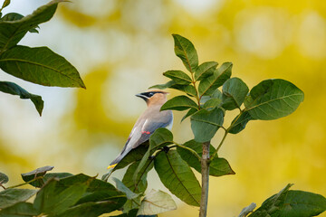 Cedar Waxwing Perched on Branch — Detailed Plumage, Vibrant Colors, High-Quality Wildlife Photography