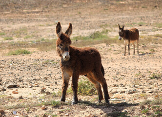 Donkeys in the barren landscape of Boa Vista, Cape Verde, Africa