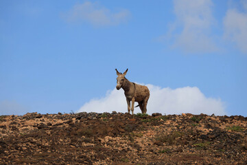 Donkeys in the barren landscape of Boa Vista, Cape Verde, Africa