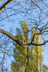 Magpie on Branch Against Bright Sky and Poplars