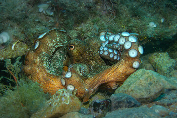 Stonebound Sentinel – Octopus vulgaris in Textured Mediterranean Camouflage