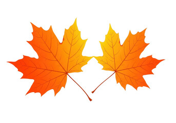 Fototapeta premium Two vibrant orange maple leaves with intricate veins, isolated on a clean transparent background, symbolizing autumns beauty and seasonal change
