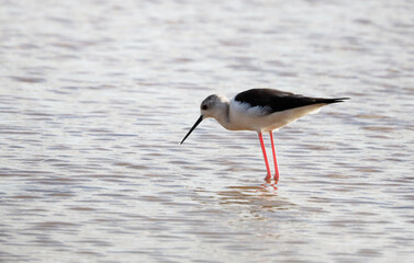 A stilt walker (Himantopus himantopus) in the water of a former saltworks on the island of Boa Vista, Cape Verde, Africa