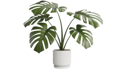 Modern Monstera plant in stylish white pot isolated on black background brings a touch of nature indoors, perfect for home decor and design projects