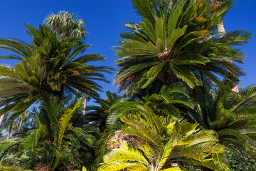 Jekyll Island along the Atlantic Coast of Georgia, United States