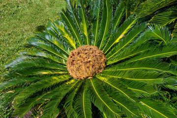 Jekyll Island along the Atlantic Coast of Georgia, United States