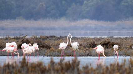 Flock of Flamingos (Phoenicopterus roseus) in the Akrotiri Salt Lake of Limassol, Cyprus