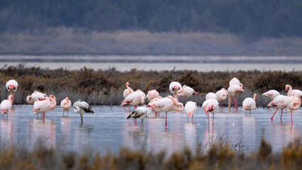 Flock of Flamingos (Phoenicopterus roseus) in the Akrotiri Salt Lake of Limassol, Cyprus