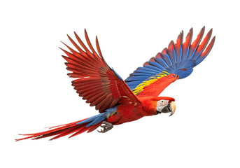 Fototapeta premium Isolated macaw on a Transparent Background.