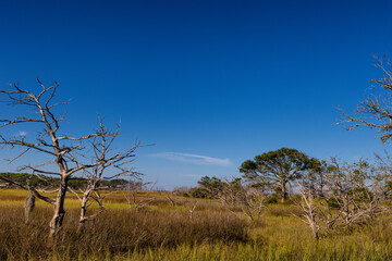 Jekyll Island along the Atlantic Coast of Georgia, United States