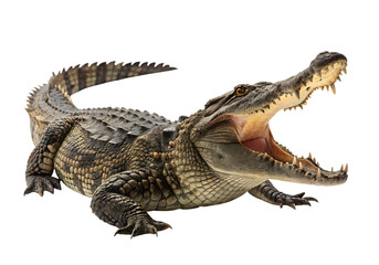 Obraz premium Isolated crocodile on a Transparent Background.