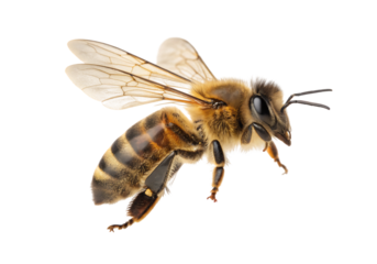 Isolated honey bee on a Transparent Background.