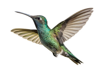 Naklejka premium Isolated Broad-billed Hummingbird on a Transparent Background.