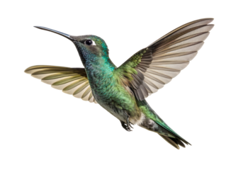 Isolated  Broad-billed Hummingbird on a Transparent Background.