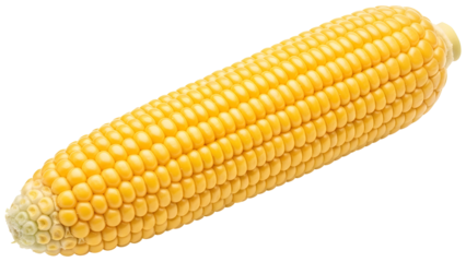 Fresh corn on the cob vibrant yellow kernels perfect for summer barbecues on a transparent background PNG