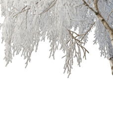 Winters freezing weather concept watercolor realistic top border tree branches covered in snow