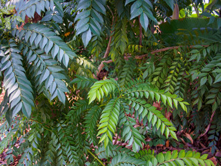 Young Fern Sprout in Soft Light