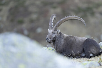 View of a majestic Alpine ibex rests regally amidst the rugged terrain, its impressive horns curving gracefully against the backdrop, Chamonix-Mont-Blanc, Auvergne-Rhone-Alpes, France.