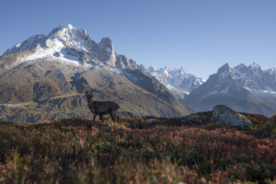 View of an alpine ibex standing amidst vibrant autumn foliage with snow-capped mountains in the backdrop, Chamonix-Mont-Blanc, Auvergne-Rhone-Alpes, France.