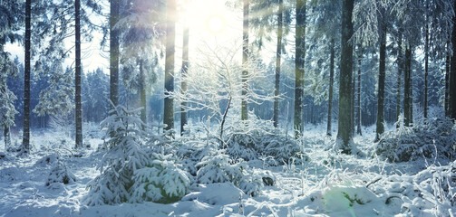 Winter forest bathed in golden sunlight and snow-covered trees.