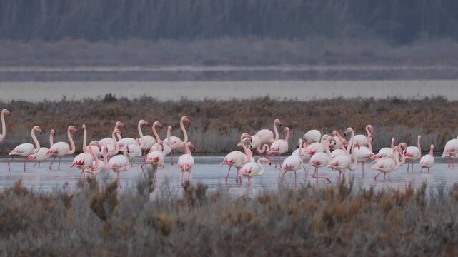 Flock of Flamingos (Phoenicopterus roseus) in the Akrotiri Salt Lake of Limassol, Cyprus