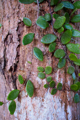 Vine Trail Across Tree Bark