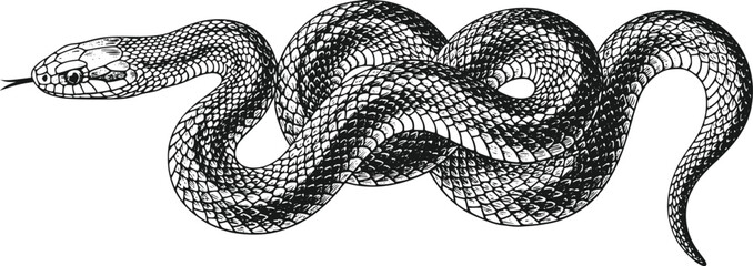 Vintage Engraving Style Coiled Snake Serpent Illustration Tongue Flicking Isolated on Transparent Background © Prosun Design
