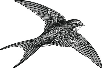 Vintage Engraving Style Swift Bird Flying Isolated on Transparent Background