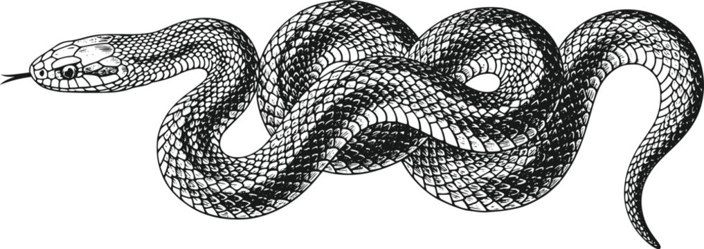 Vintage Engraving Style Coiled Snake Serpent Illustration Tongue Flicking Isolated on Transparent Background