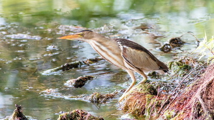 grey heron on the ground