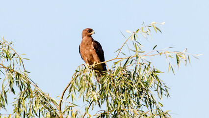 red tailed hawk