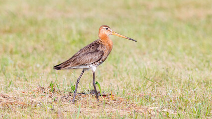 Fototapeta premium red crowned crane