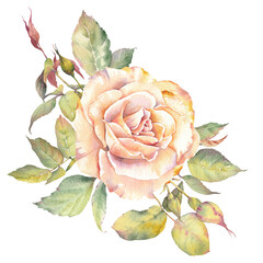 Watercolor illustration of a rose flower. Hand-painted botanical clip art. Perfect for wedding invitations, branding, packaging, cards, scrapbooking, and other creative design projects.