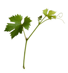 Green grape vine branch with leaves isolated on a transparent background