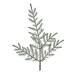 Naklejka premium Green cedar branch with detailed foliage isolated on a transparent background leaves
