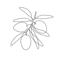 Olive branch. Modern single line art drawing. Continuous line drawing. Outline draw design vector illustration