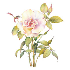 Watercolor illustration of a rose flower. Hand-painted botanical clip art. Perfect for wedding invitations, branding, packaging, cards, scrapbooking, and other creative design projects.