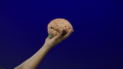 Man's hand holding brain model against blue background with isolated emphasis, showcasing educational concept of human anatomy and neuroscience study.