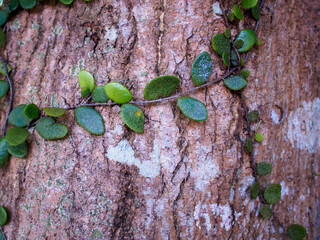 Dense Cluster of Tropical Leaves